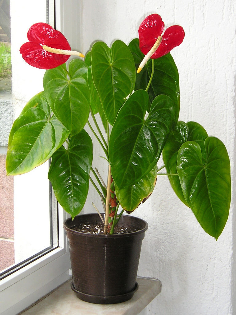 Anthurium Andreanum