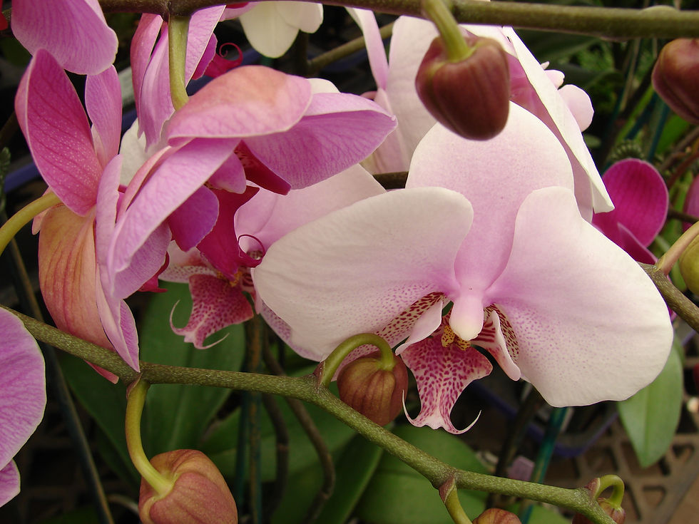 Dendrobium Sp (Dendrobium Orchid)