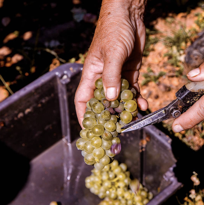 Tokaji Vineyard