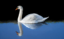 A white swan in a lake