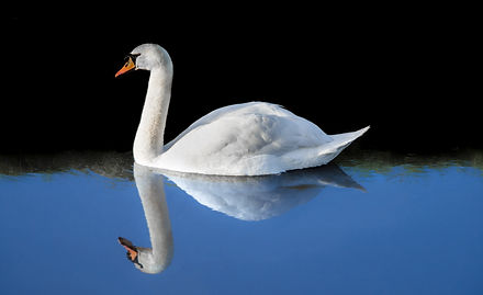 A white swan in a lake