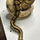 Thumbnail: ‘21 Female Firefly Yellow Belly Ball Python