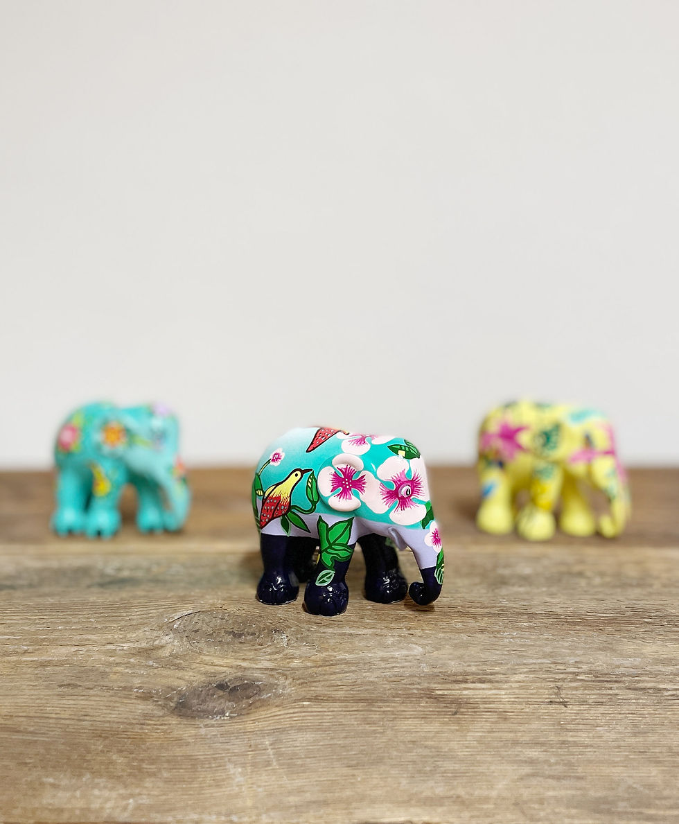 Miniaturbild: Multipack Tropic Time