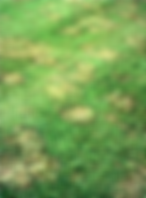 rhizoctonia.png