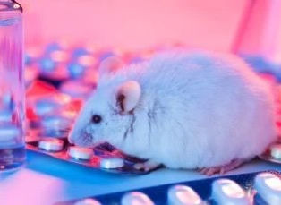 Niño de 14 años dispara y mata a sus padres en Florida, luego se entrega a la policía