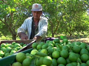 Gobierno federal identifica a siete grupos criminales detrás de las extorsiones a limoneros