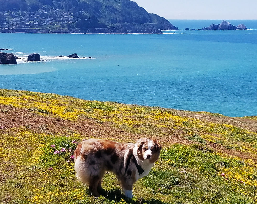 Lu Lu One Year (Leda)