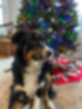 Aussie One Year 