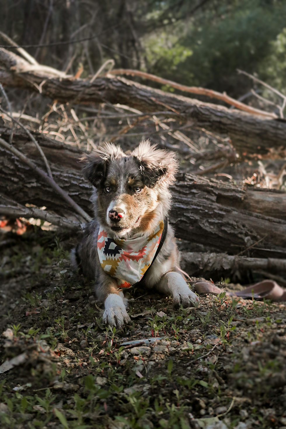 Nala (Ocean) One Year Old