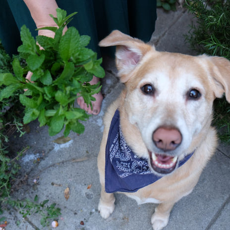 Tiny DIY Comforts: Moroccan Mint Tea