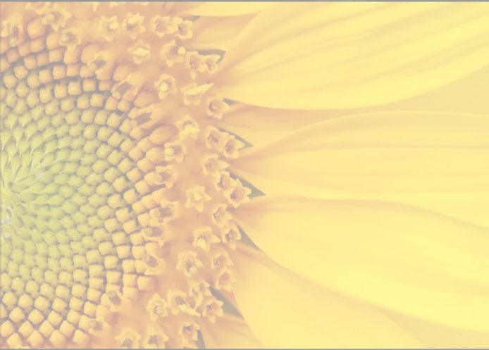 sunflower_edited.jpg