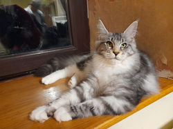 Kitten Playing with a Toy Mouse