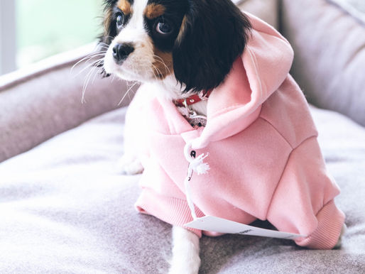 מי פנוי ברוטשילד, פרק 6 | סילבסטר בפיג'מה - חלק ב