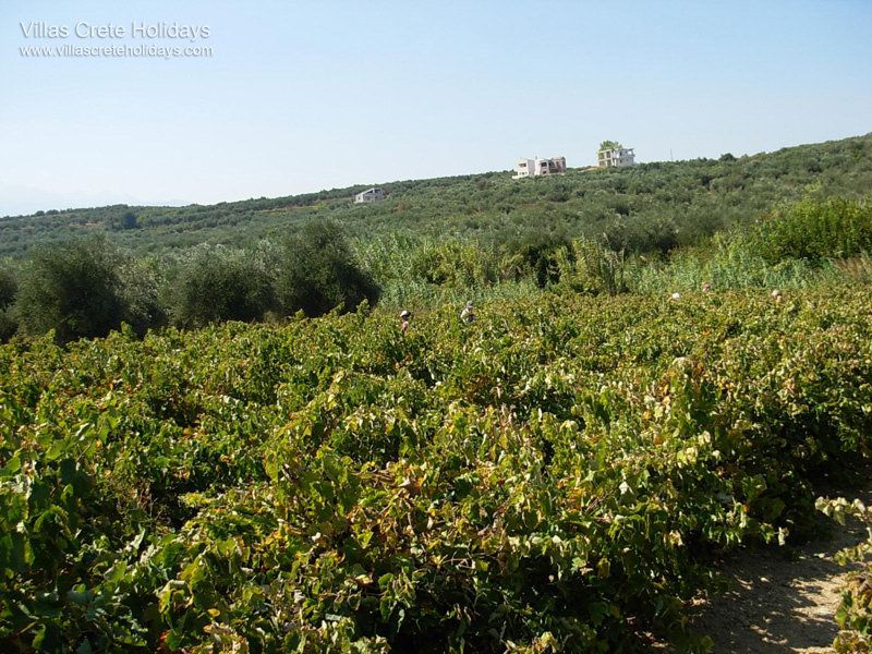 Tsivaras Crète