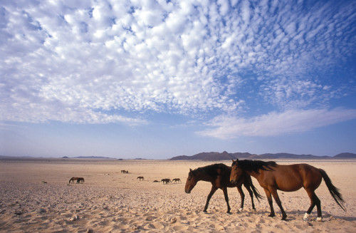 Desert Horses