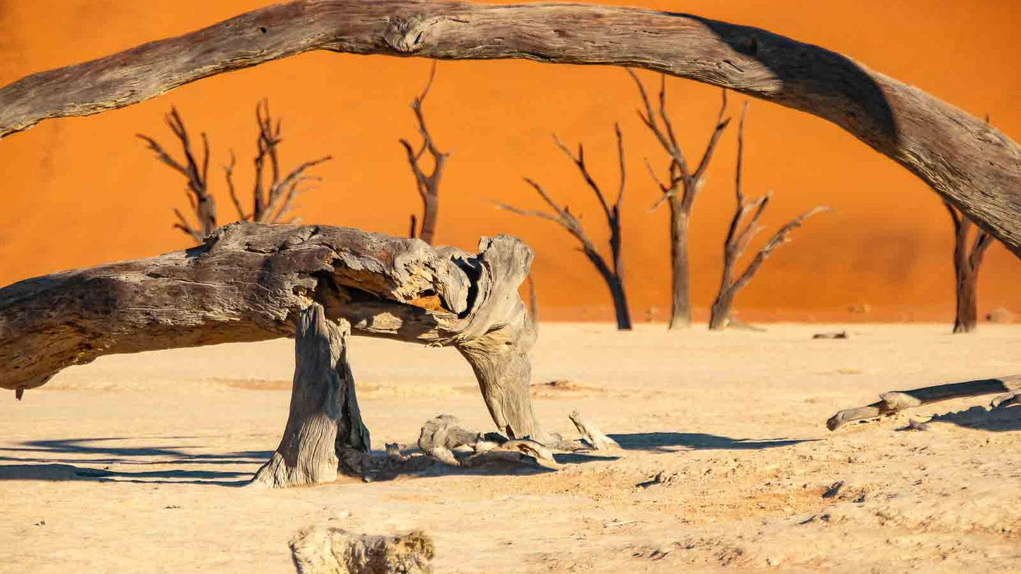Dead Vlei