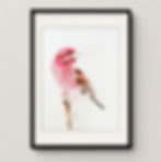 Pink Bird