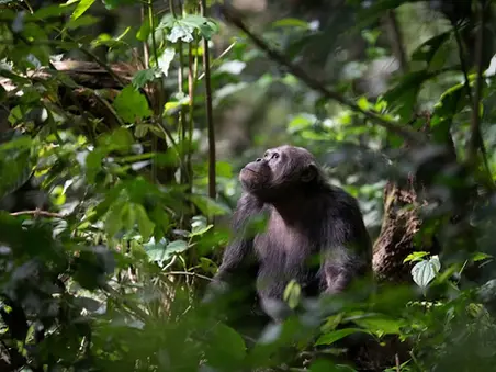 Remembering Dr Jane Goodall A Legacy of Compassion and Conservation