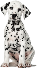 vecteezy_dalmatian-dog-transparent-background_12893851.png