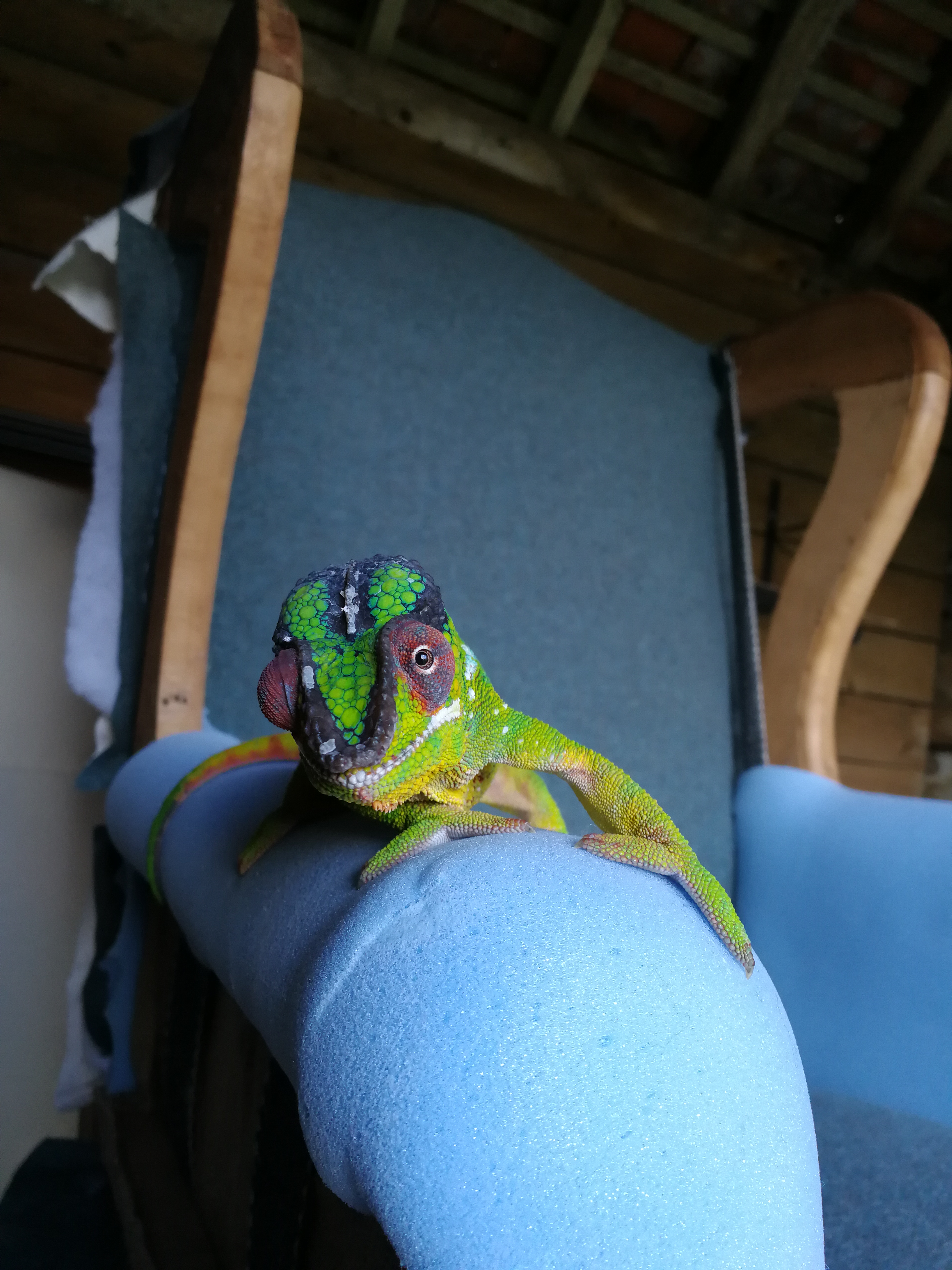 Feargal the Chameleon
