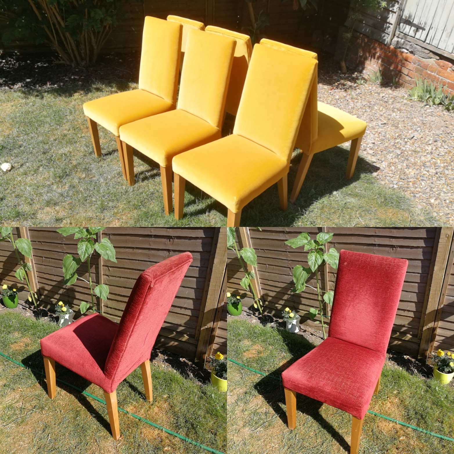 Dining Chairs mustard velvet