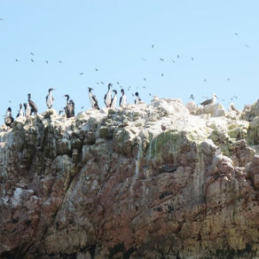 Pisco, Paracas, Islas Ballestas