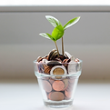 green plant in clear glass cup_edited.pn