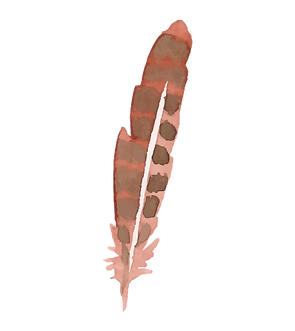 Painted Feather Illustration