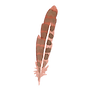 Feather 5