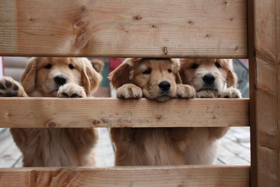 pup3