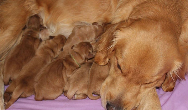 pup4.jpg