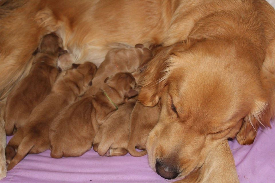 pup4