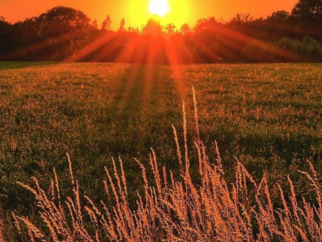 Програма USAID для розвитку переробки сільськогосподарської продукції