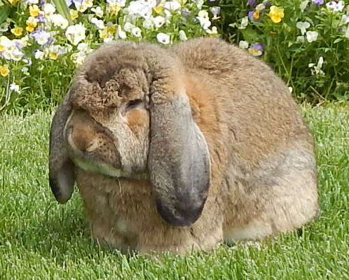 french lop bunny for sale