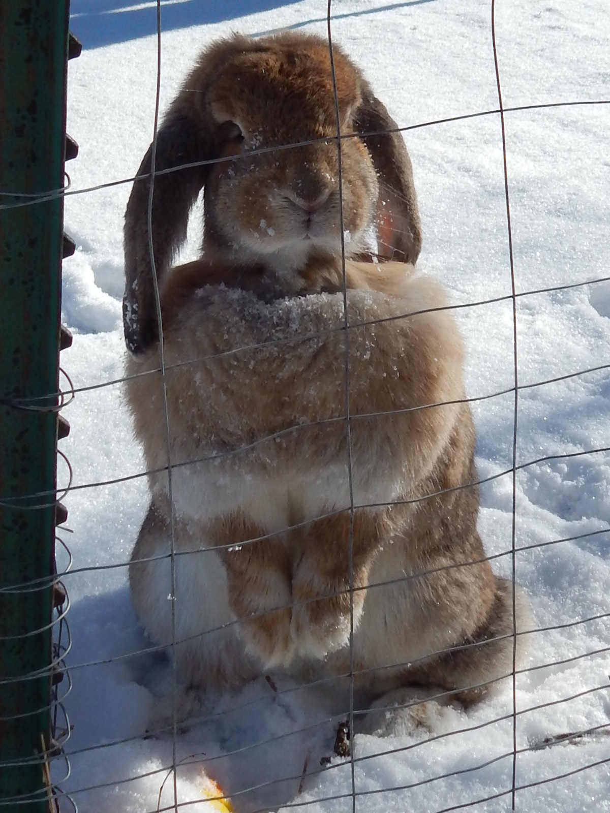 french lop rabbits for sale