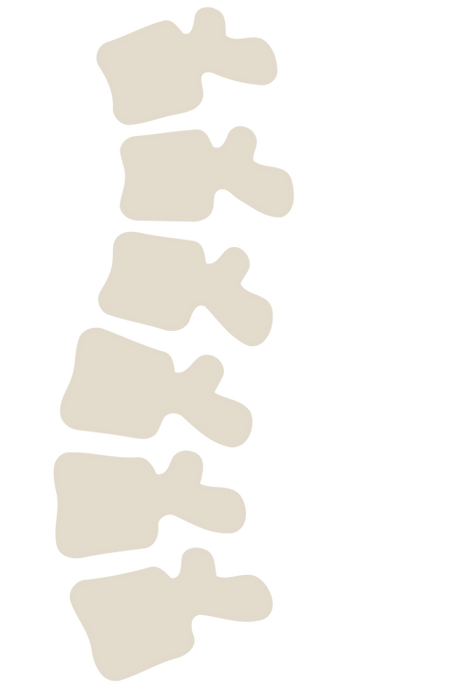 Illustration der Wirbelsäule für Private Physiotherapie Meineke