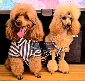 Helene and Dash litter 2