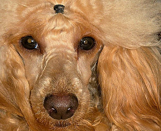 Helene, Apricot poodle