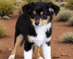 Gospel-Black-Tri-Female-Toy-Aussie-3_edited_edited.jpg