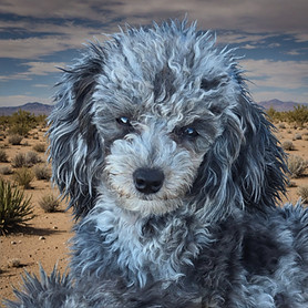 Boo, Our Multigene Australian Poodle