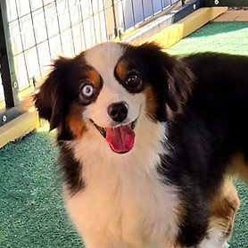 Tou Australian shepherd