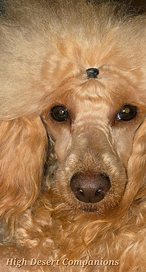 Apricot colored miniature poodle