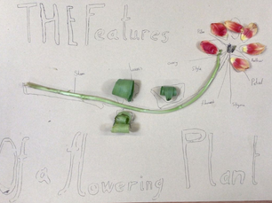 Year 5 Scientists