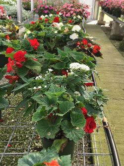 Tuberous Begonia