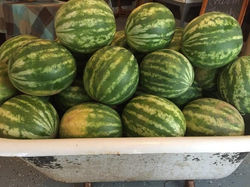Watermelon Tub