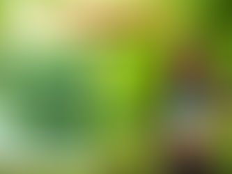 Magic Slim và Cỏ Ngọt Mudaru thì nên chọn sản phẩm nào?