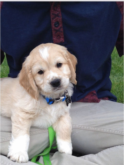 Mini Golden Retriever