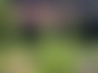 The Miracles of Mullein - A Wild Plant Found Throughout The USA