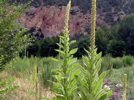 The Miracles of Mullein - A Wild Plant Found Throughout The USA