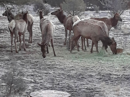 Watching The Elk